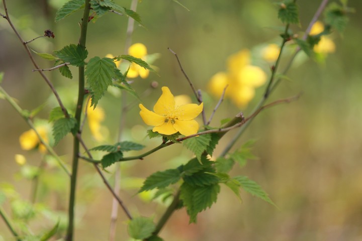 unknown flower 4