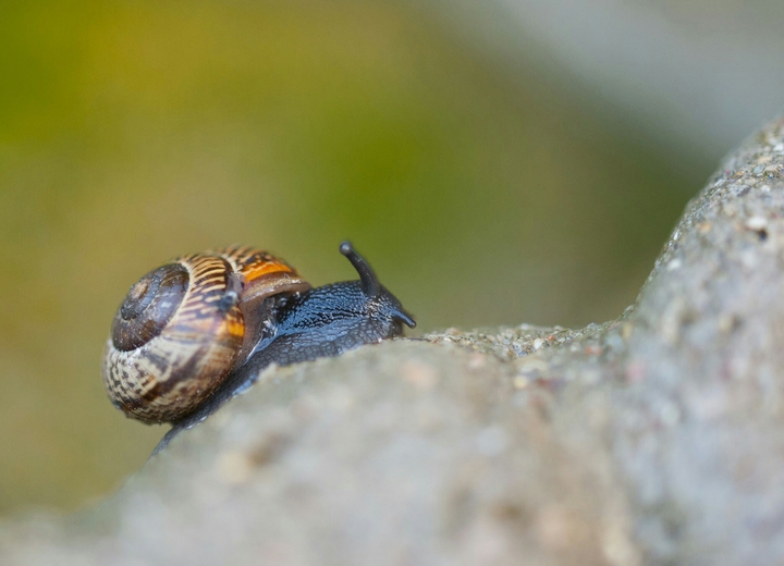 Snail