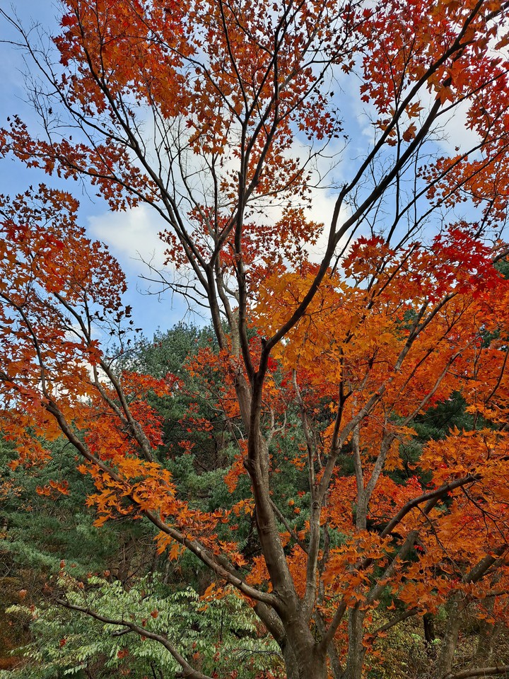 가을단풍