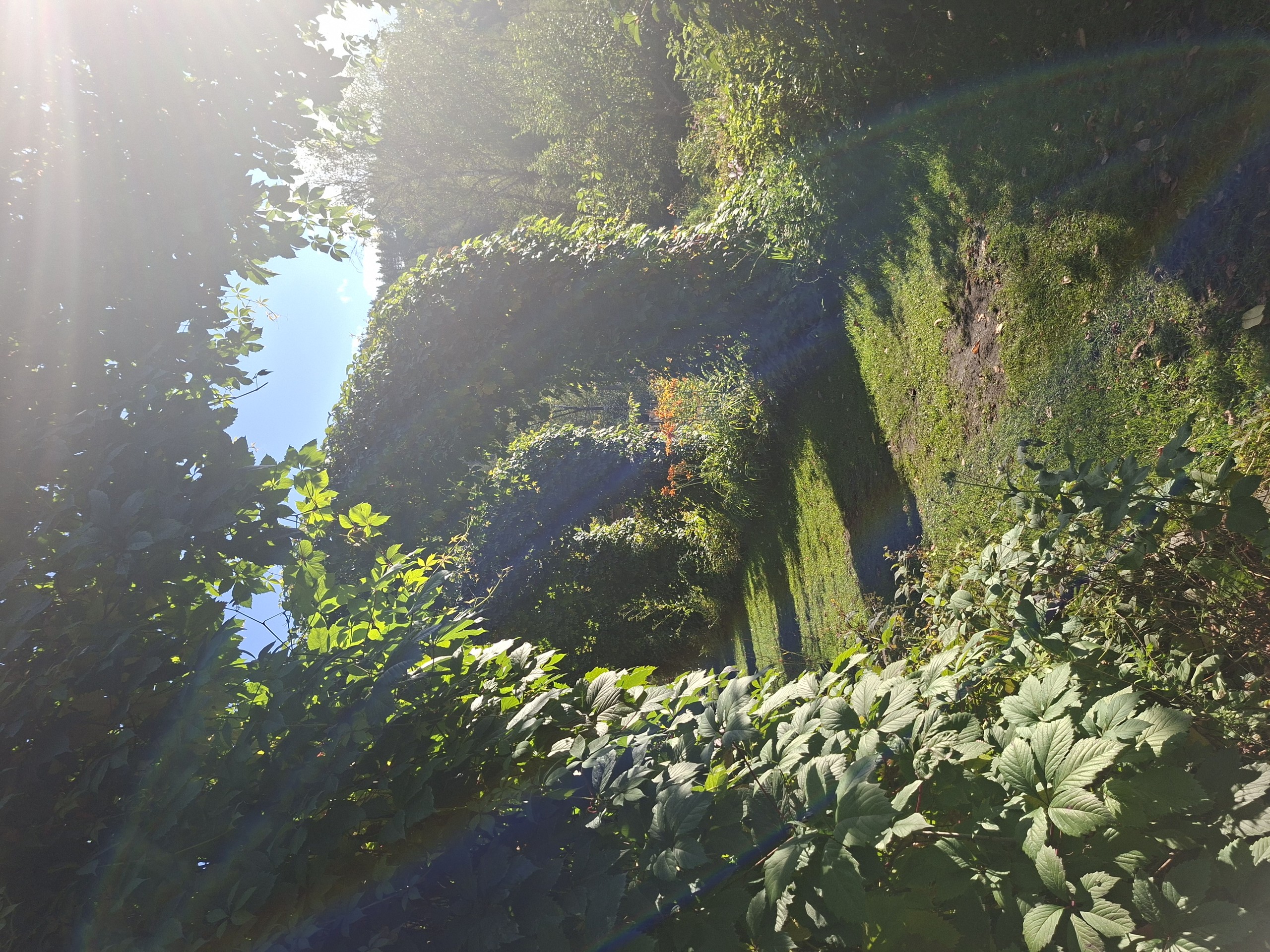 ταπετσαρίες algae, conifers