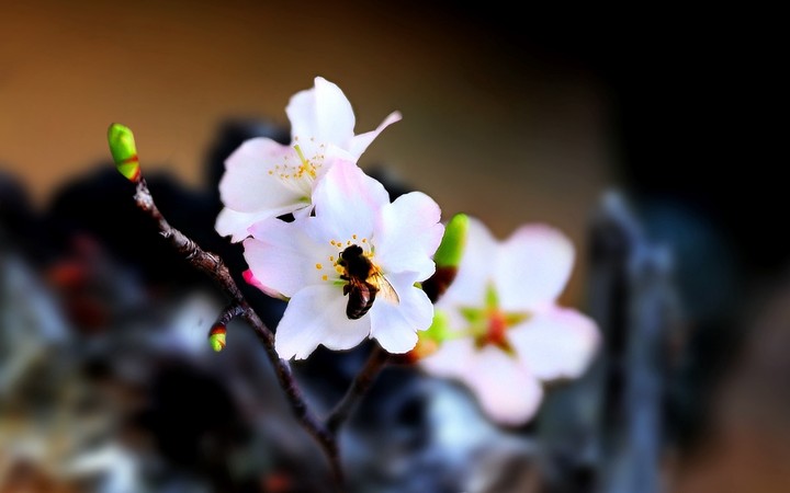 Bee Flower Pollination Flowering