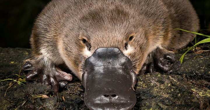 platypus