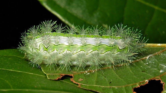 glass slug caterpillar