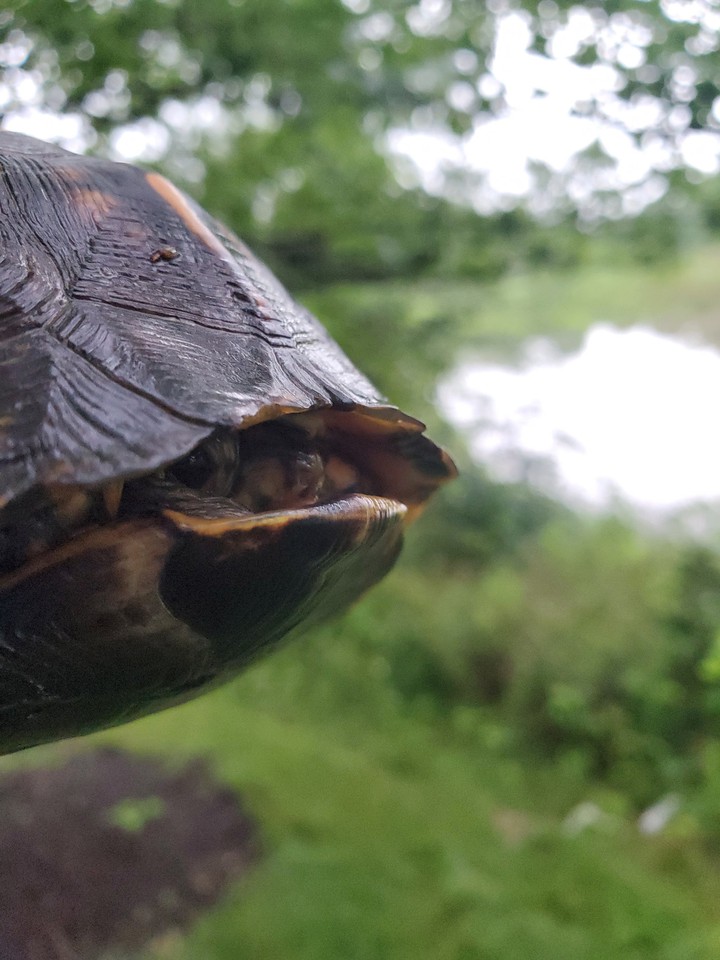 shy box turle