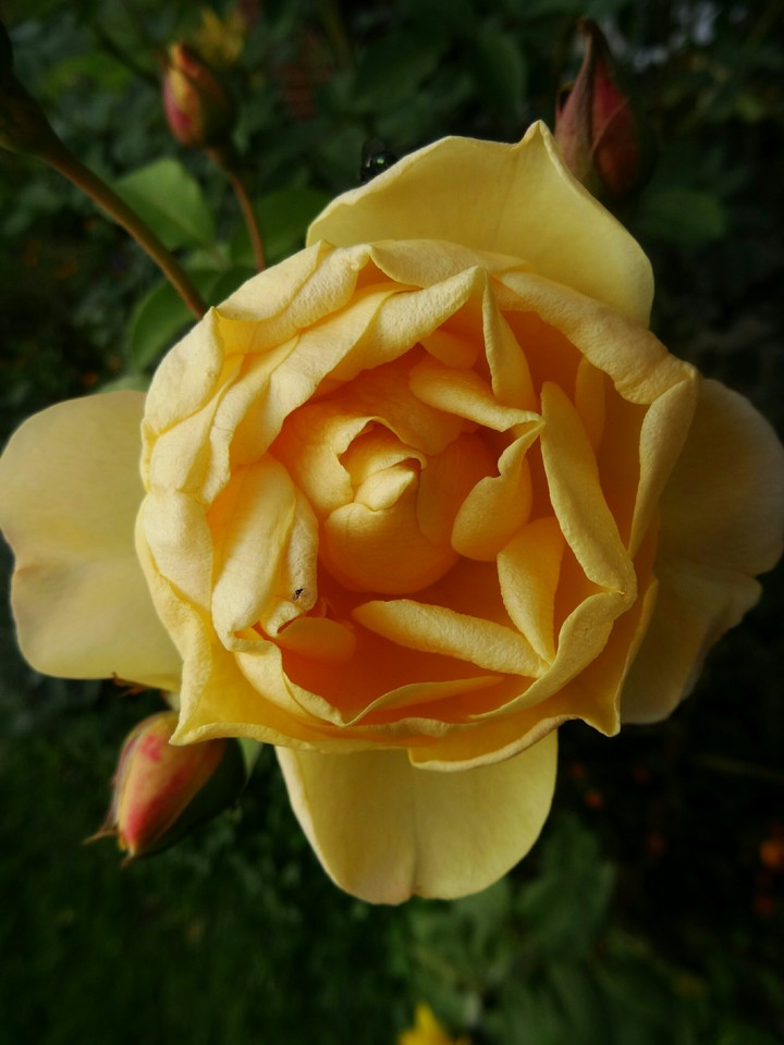 rose