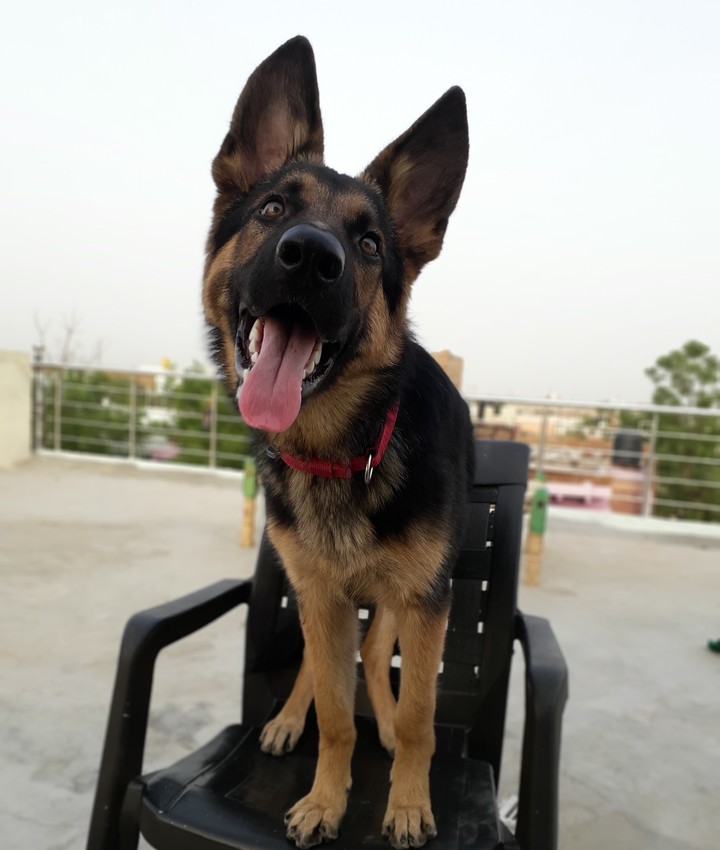 German Shepherd