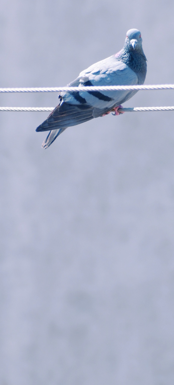 Pigeon bird