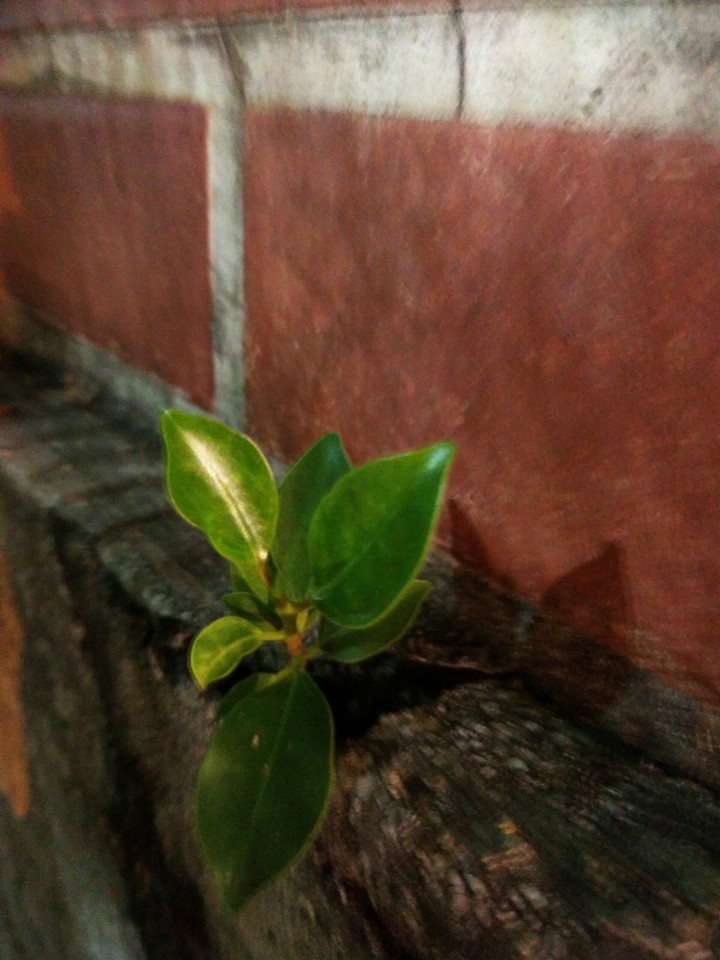 Banyan tree