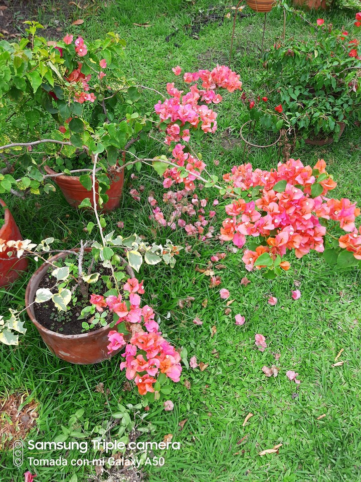 Veraneras