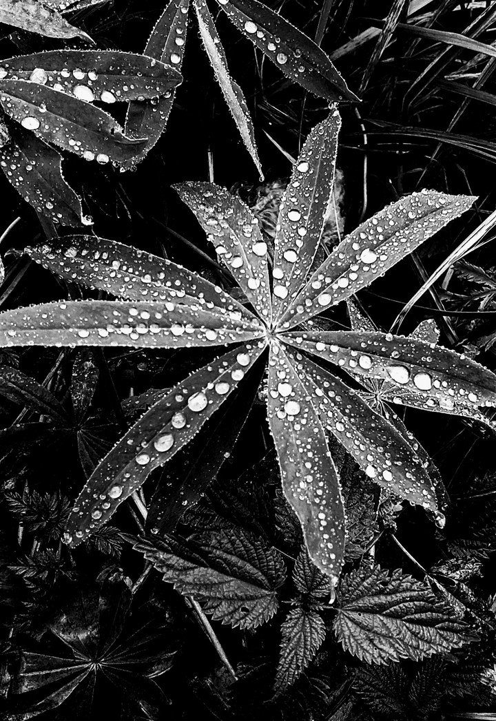 Water drops
