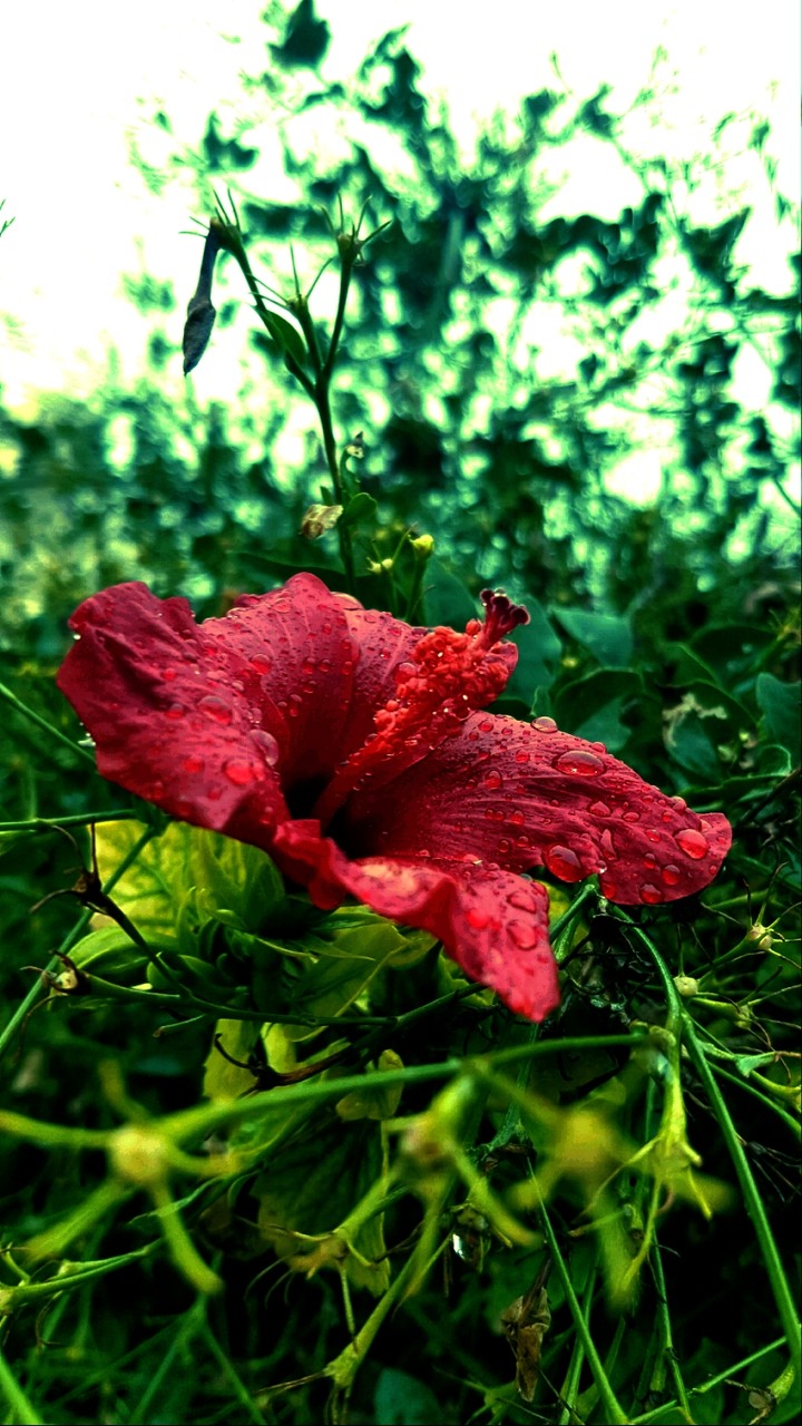 fleur