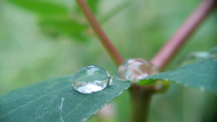 gota