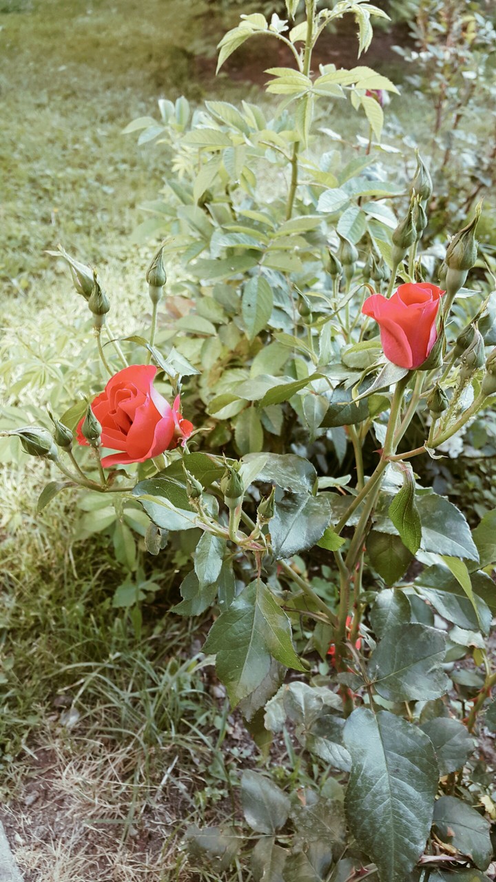 gül