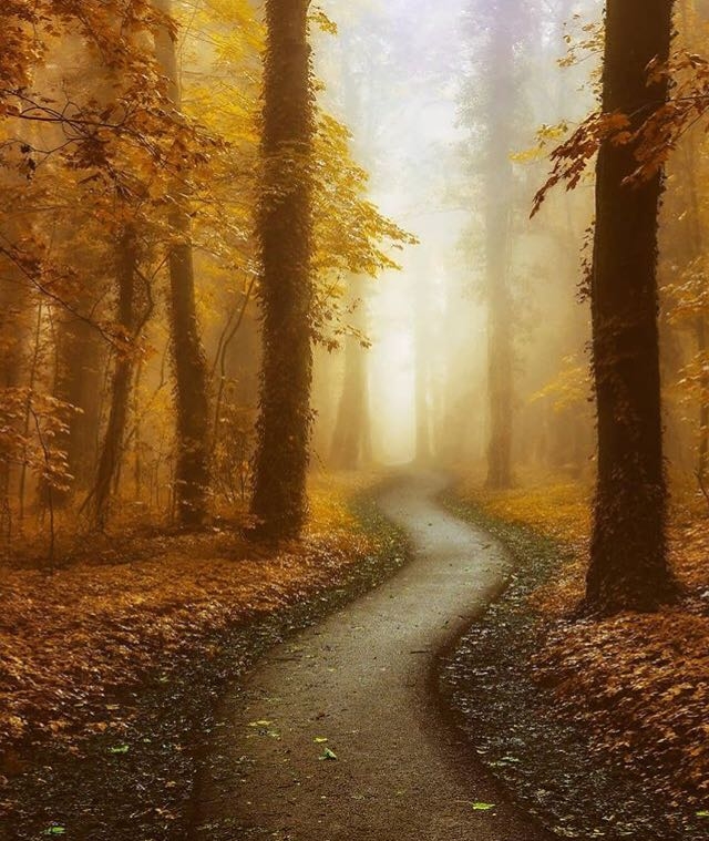 forest