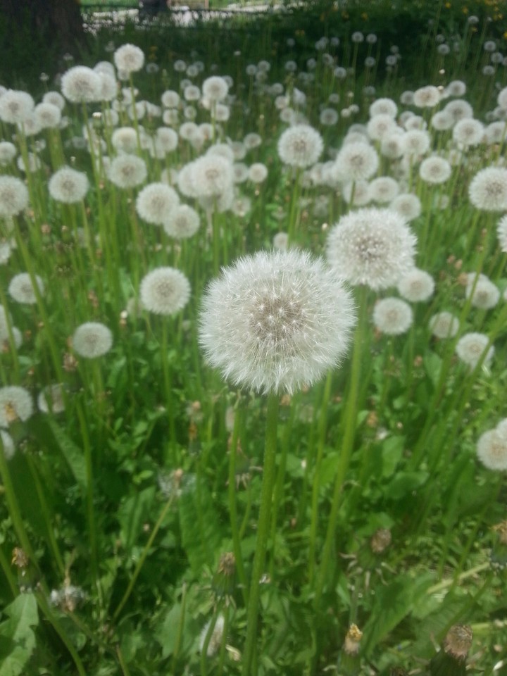 Dandelions