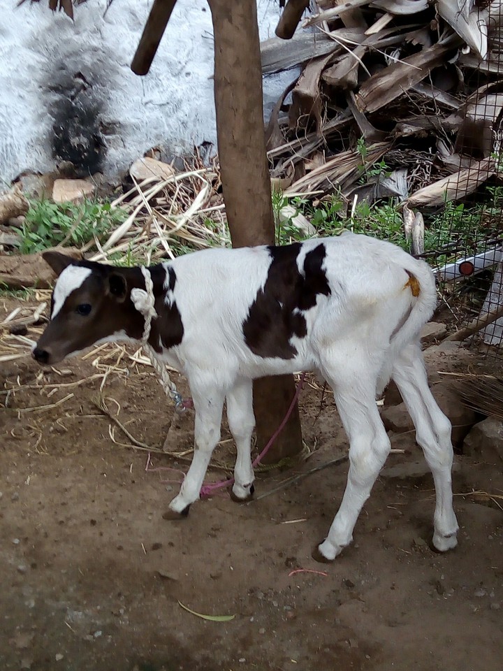 cow