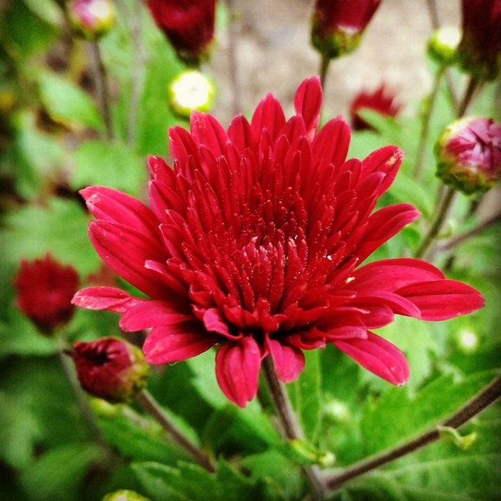 flower
