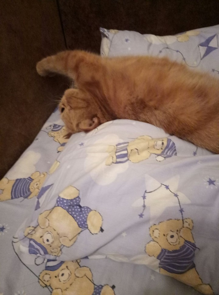 кошка