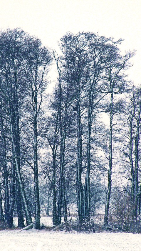 branch, winter桌布