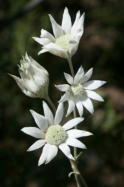 white flowers