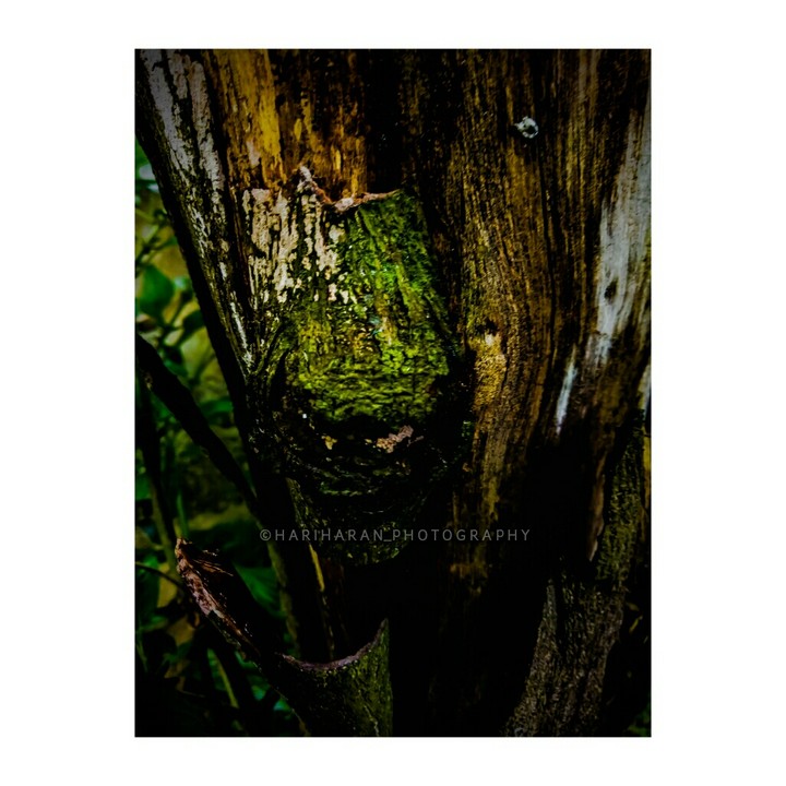 ||| •Tree Bark• |||