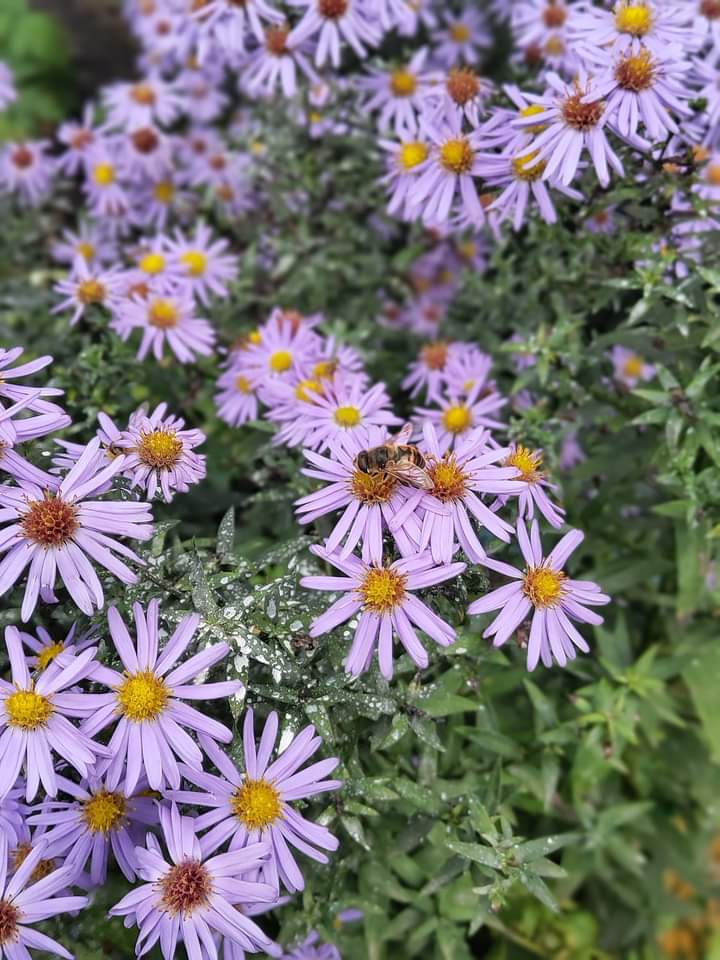 Nature)))