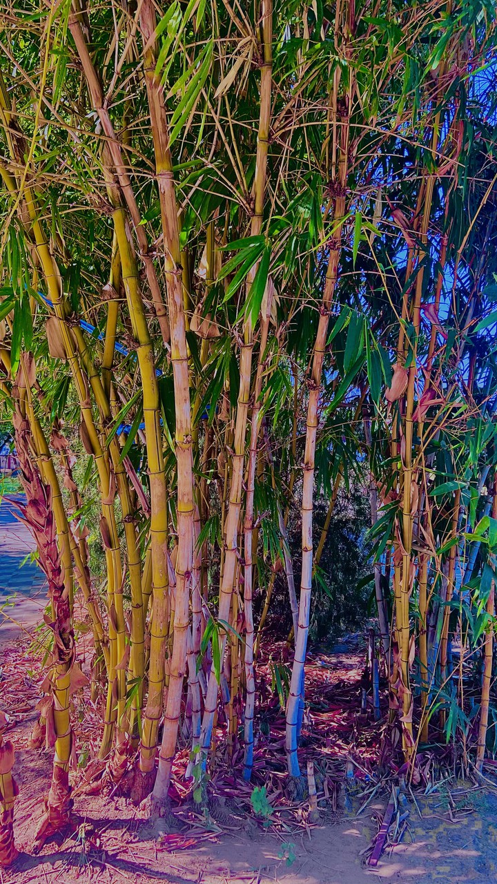 Bamboo
