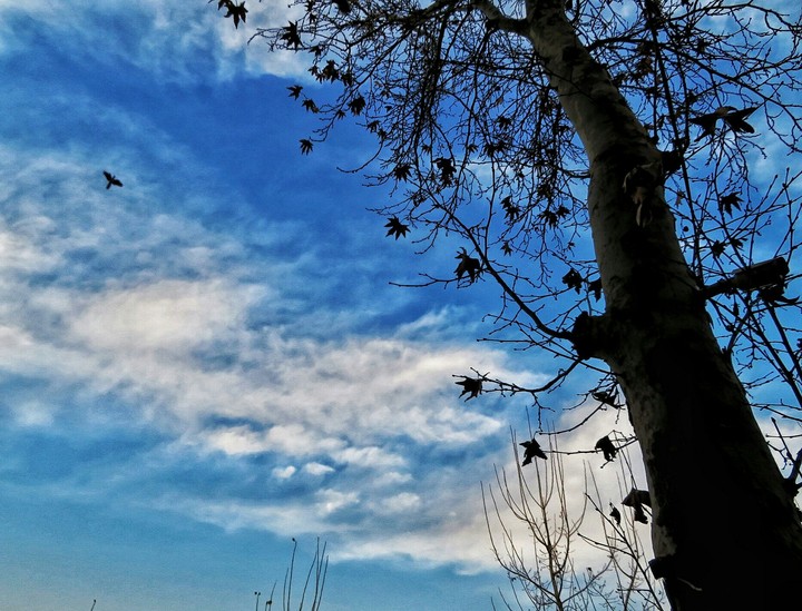 Black Bird