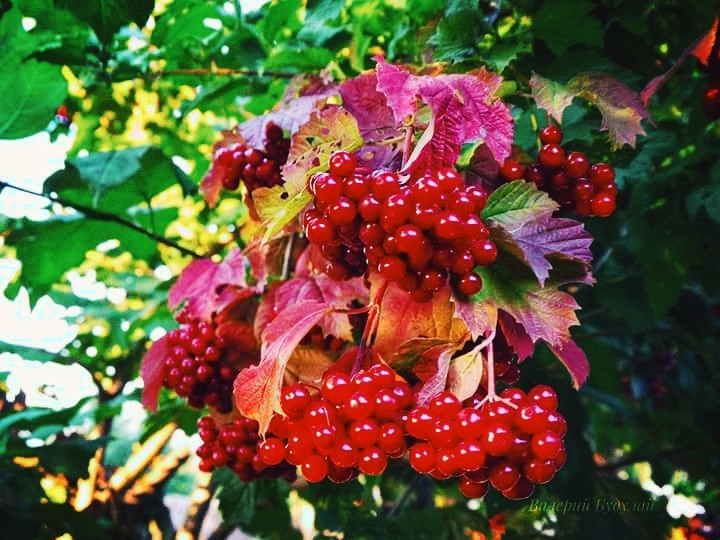 berry