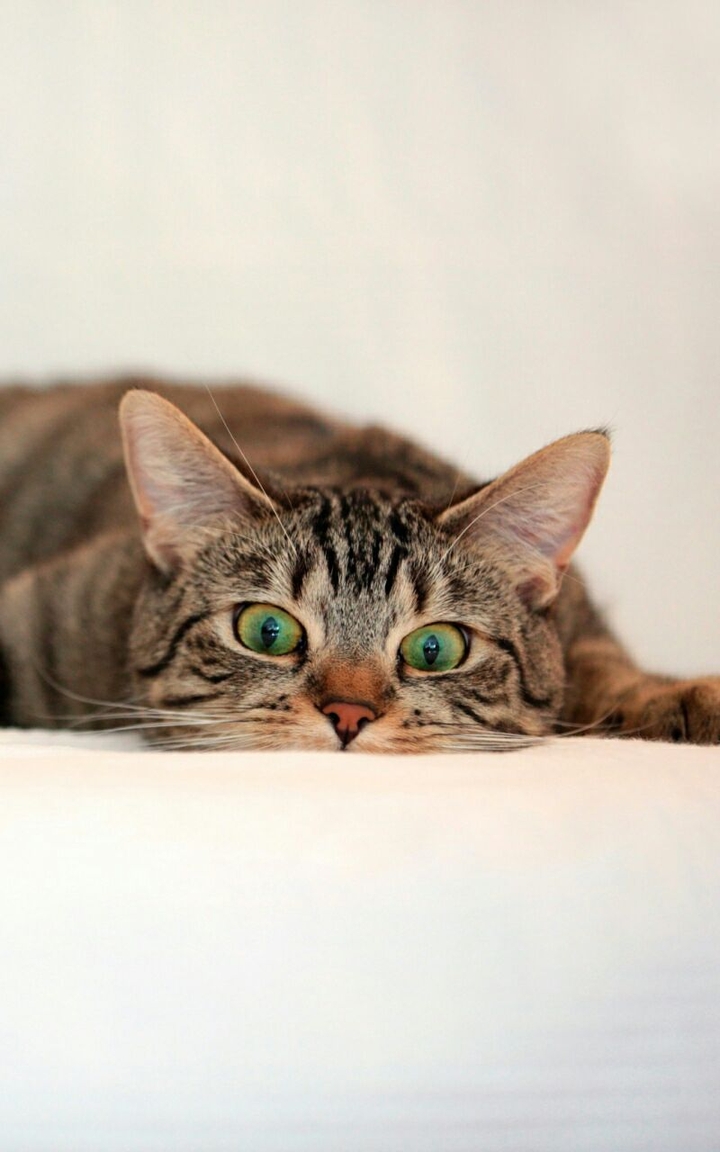 Cat, Tabby, Eyes, Surprise
.