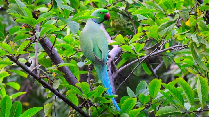 Parrot