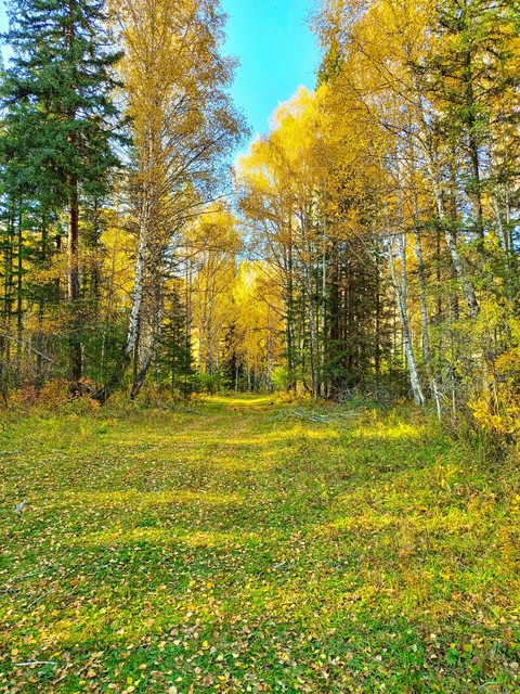 larch, sky壁紙