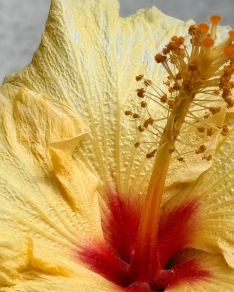 обои petal, closeup