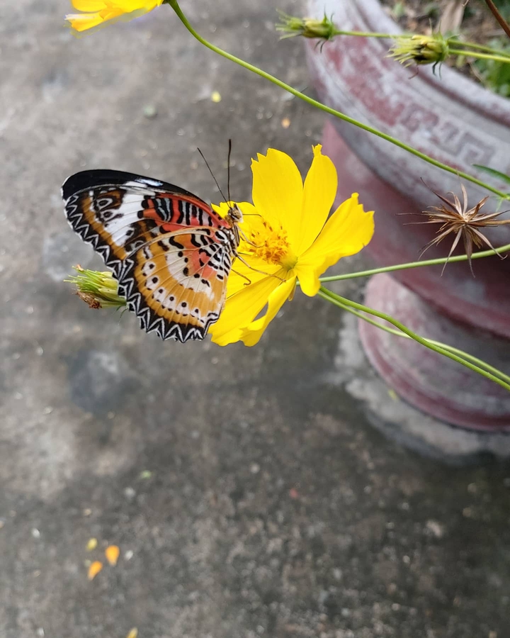 Bufferfly