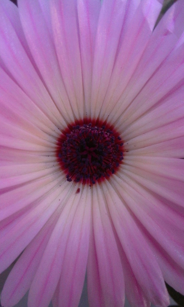 Iceflower