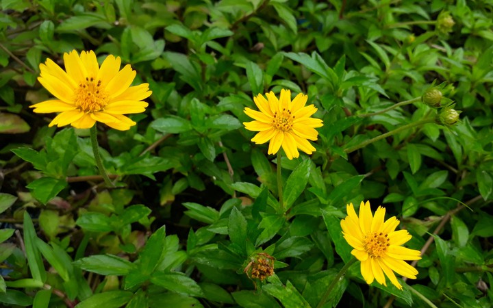 Green & Yellow