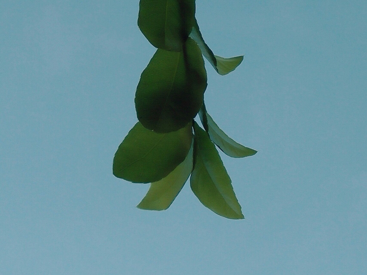 Upside Down Leaves