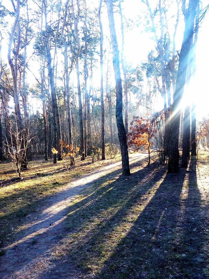 Ранок в парку