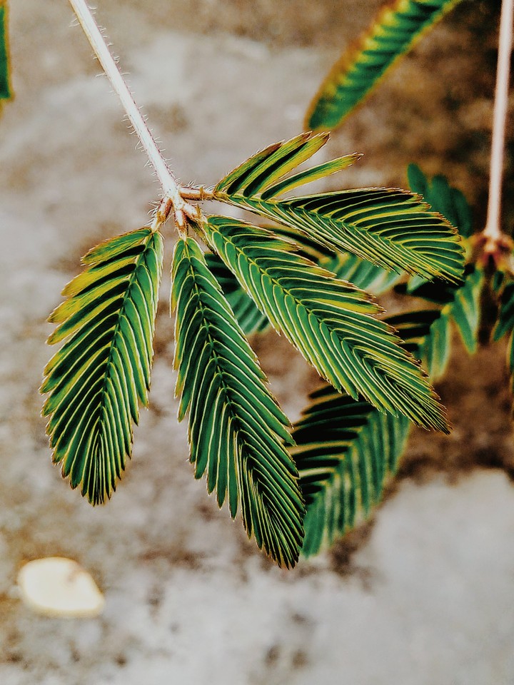 mixed colour of these leaves gives me mixed thinking..