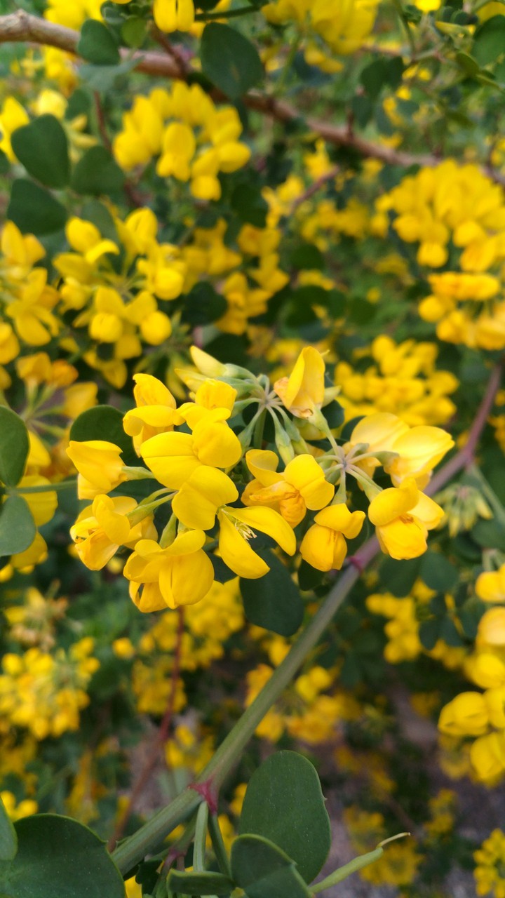 Yellow small flowers
