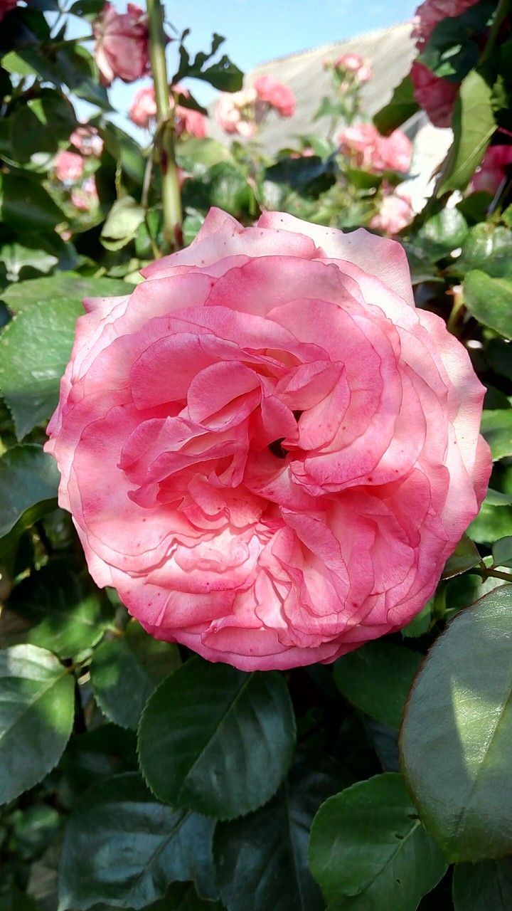Rose