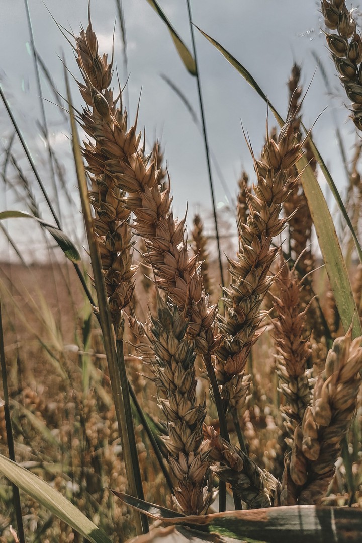 Wheat