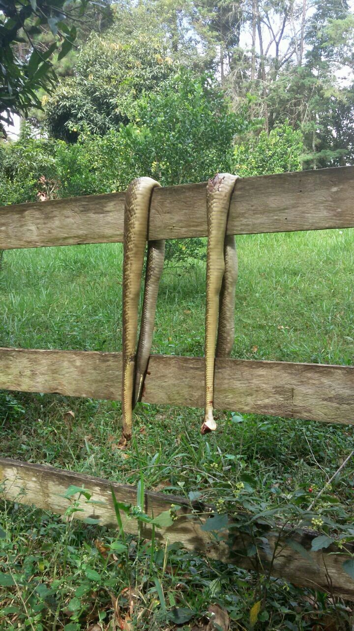 cobras mortas no sítio