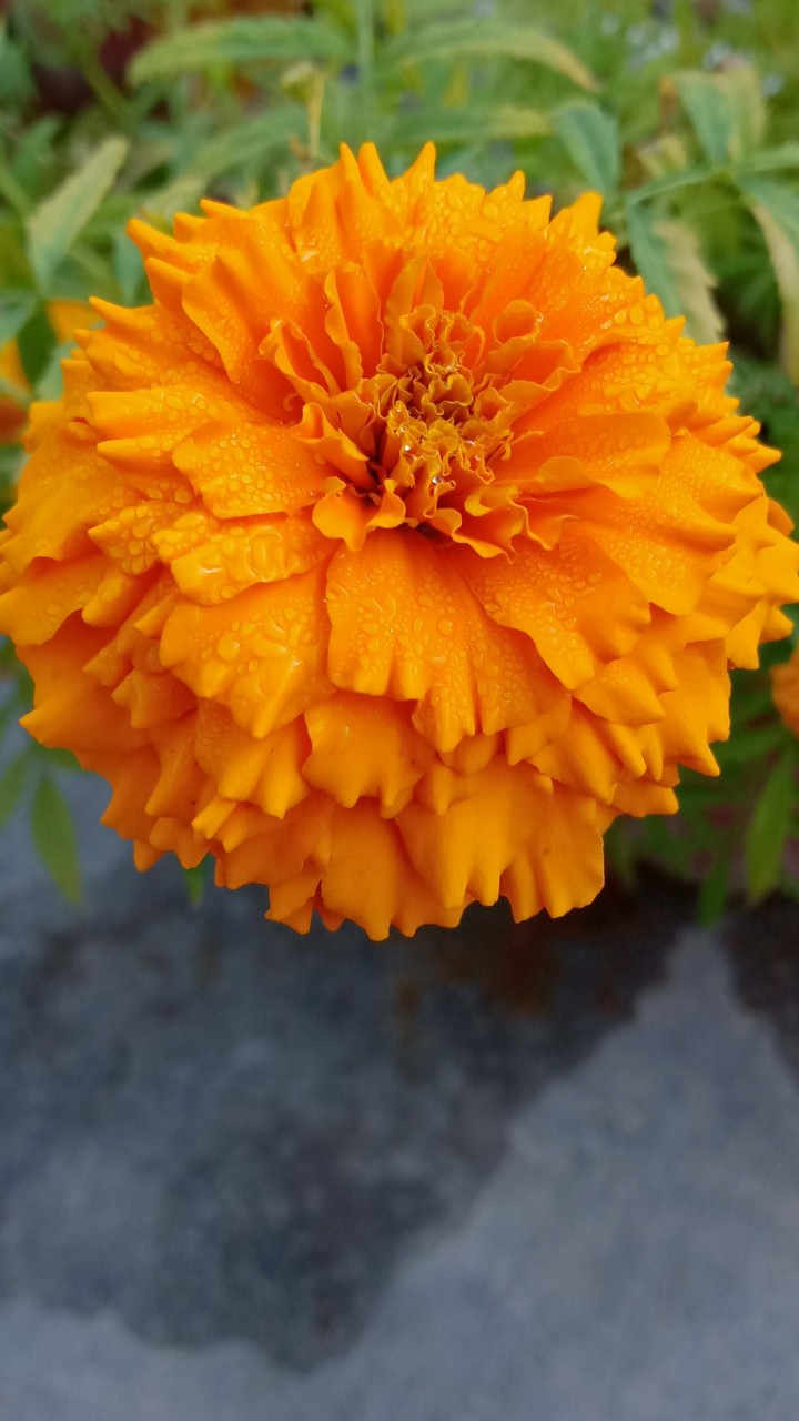 flowers