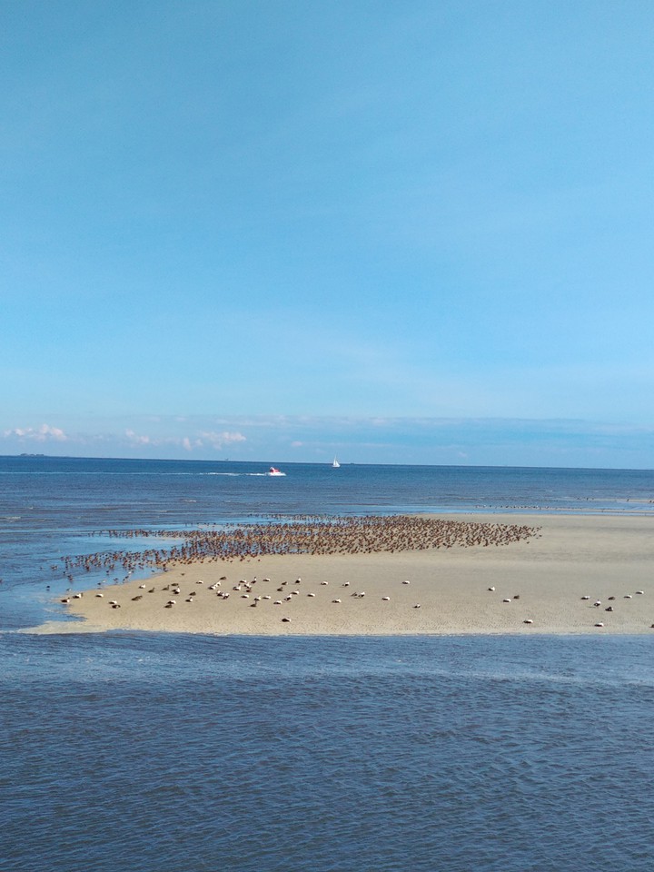Insel Amrum Sandbank