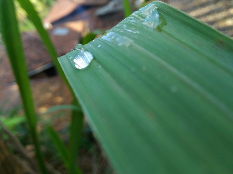 drop of water on grass