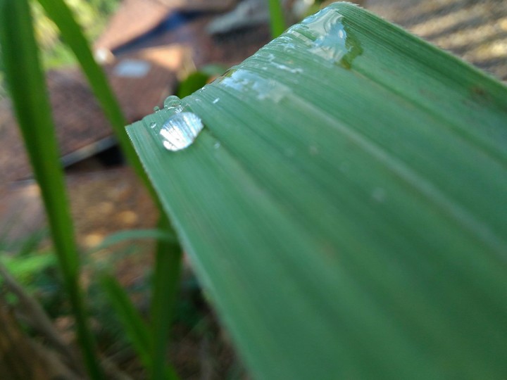 drop of water on grass