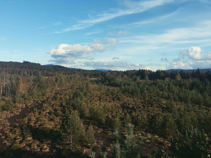 Moorland