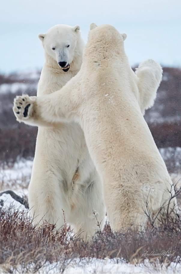 bear fight
