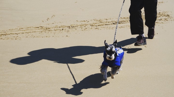 running dog